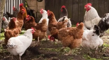 أسعار الفراخ والبيض تتراجع اليوم الإثنين 15 ديسمبر 2025 في بورصة الدواجن